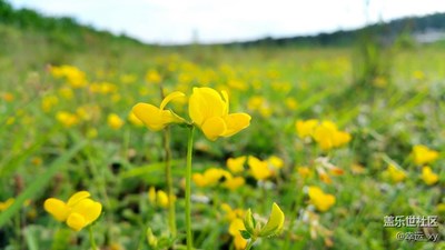 小黃花