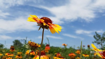 花開一瞬。
