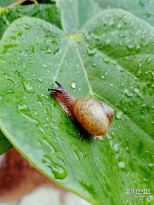 雨后清晨