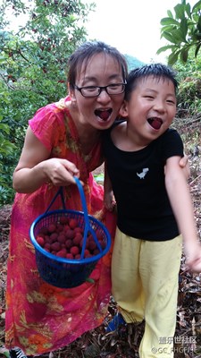 摘楊梅