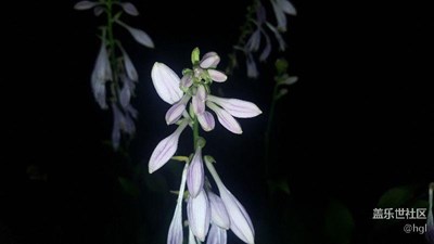 花不同的拍法和單反對(duì)比