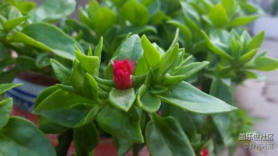 一點(diǎn)紅