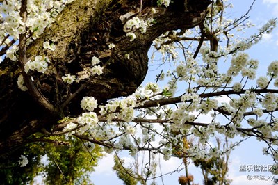 老樹(shù) ·花
