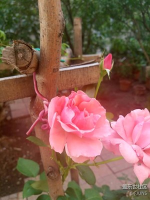 一張流，花