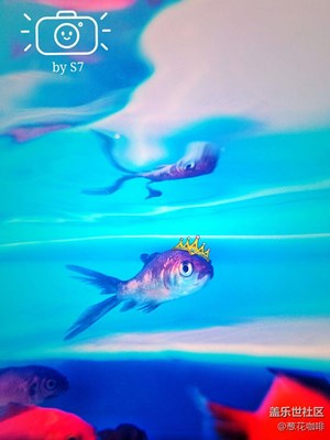 愛上雙魚