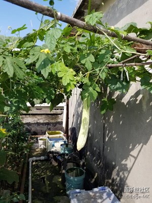 ??樓頂?shù)牟藞@子