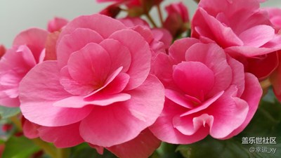 花開富貴