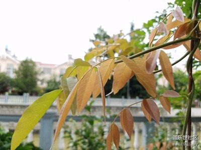 生長
