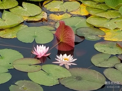 濮上荷花