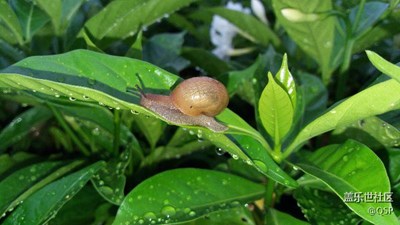 雨后漫步