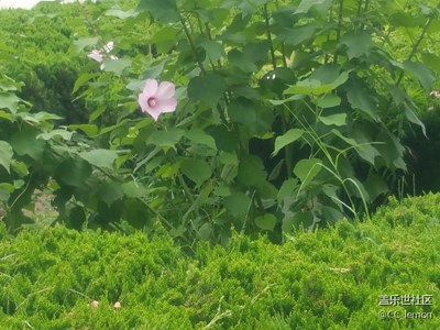 美麗的??花朵