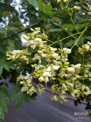 雨后槐花