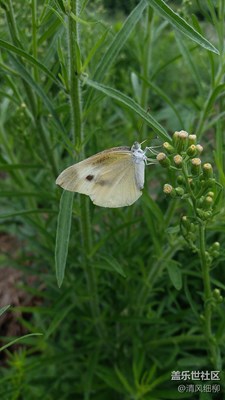 粉蝶飛飛
