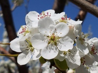 梨花節(jié)