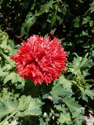 野花