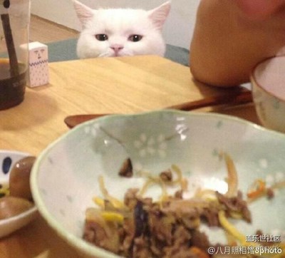 萌貓咪
