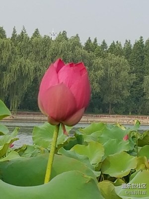 一朵荷花