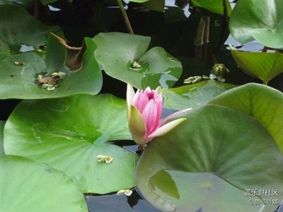 花與蟲