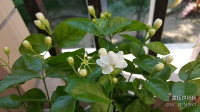 茉莉花開(kāi)