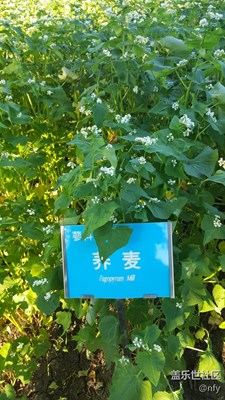 植物園農(nóng)作物