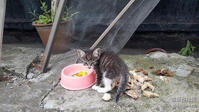 樓上來了只小喵星人