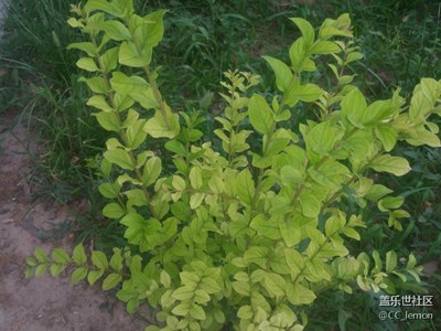 認植物——金森女貞