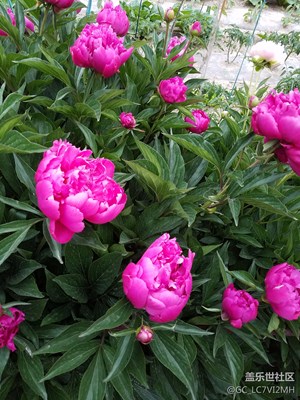 芍藥花