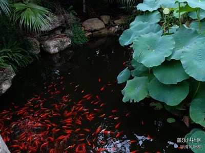 魚(yú)戲樂(lè)━━━C5試拍，建議優(yōu)化專業(yè)模式