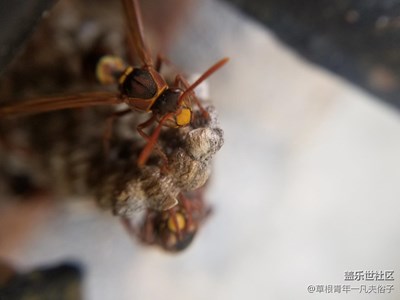 冒著生命危險(xiǎn)在拍，斑竹能不給精~~?。。。。。。。?！