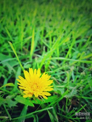 FLower...