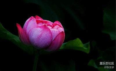 【攝影】荷花