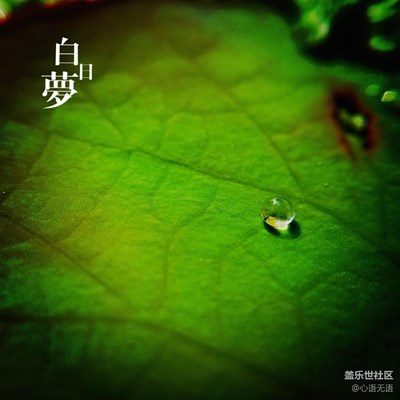【S7】荷之殤