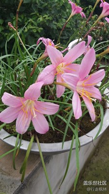 花兒