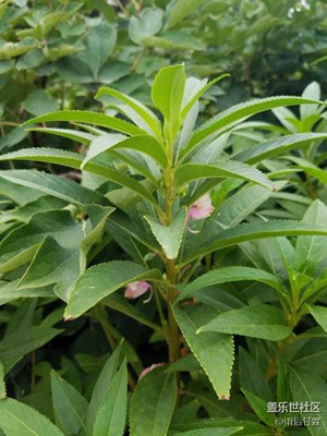 小點(diǎn)紅，記憶中美女美甲必備