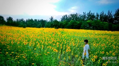 與向日葵的約會(huì)
