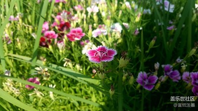 牛五拍的花