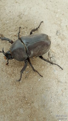 獨(dú)角仙