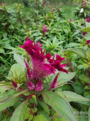 雞冠花