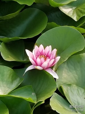葉茂花小