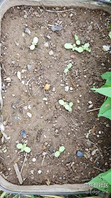 （奶薊）更新1
