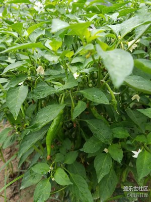 院內(nèi)辣椒