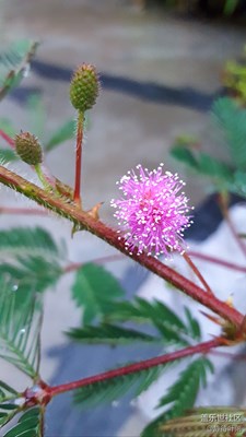 含羞草開花