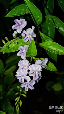 小花