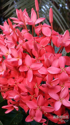 紅花