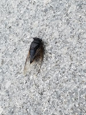 現(xiàn)在的蟬都這么大了嗎？