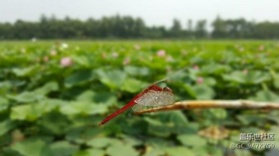 大沈陽