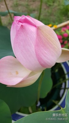 圓明園！荷花節(jié)