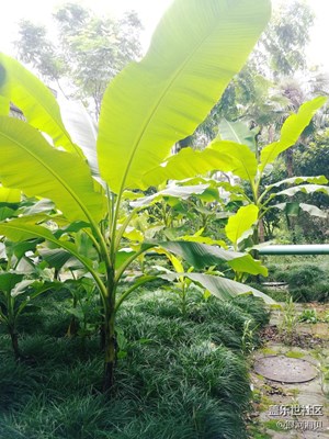 紅了櫻桃，綠了芭蕉