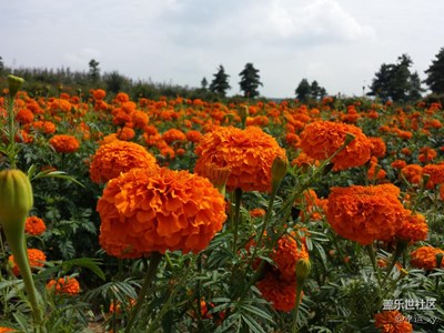 萬壽菊