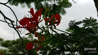 花??